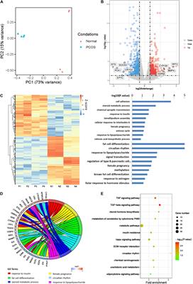 Characterization of DNA Methylation and Screening of Epigenetic Markers in Polycystic Ovary Syndrome